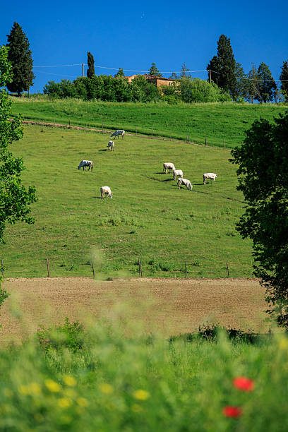Mucche di razza Chianina al pascolo nella campagna della Val di Chiana