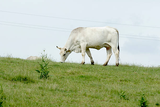 Mucca di razza Chianina al pascolo nella campagna toscana